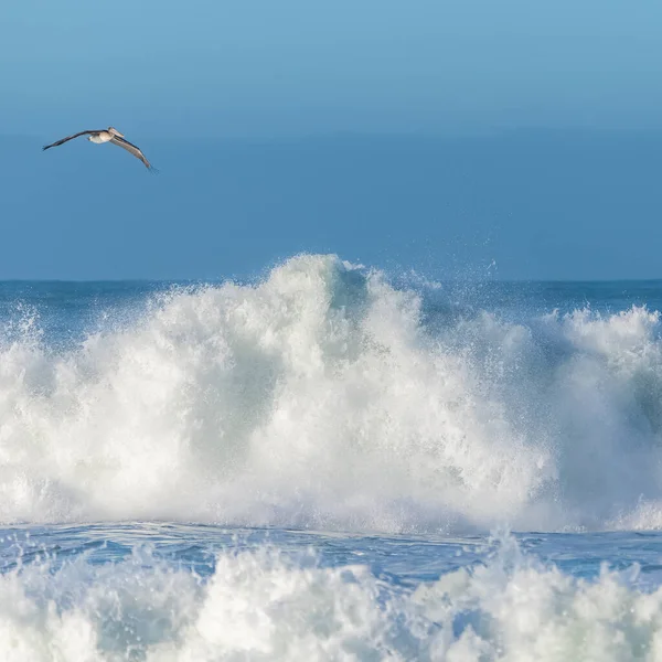 Bruine Pelikanen Die Laag Boven Een Grote Golf Vliegen Californië — Stockfoto