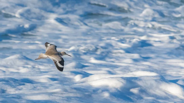 ウィレット トリンガ セミパラルマタカリフォルニアを飛ぶ鳥 — ストック写真