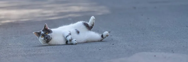 Katze Rollt Auf Den Boden Und Zeigt Ihren Bauch Umarmungen — Stockfoto