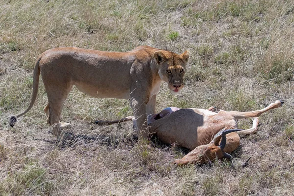 Lwy Które Zabiły Antylopę Jedzą Sawannie Tanzanii — Zdjęcie stockowe