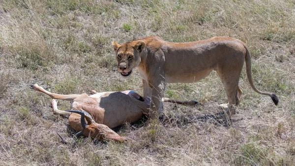 タンザニアのサバンナでカモシカを殺して食べているライオンは — ストック写真