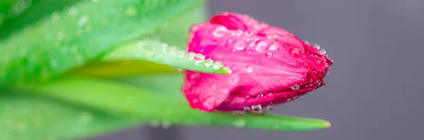 분홍색 튤립에 아름다운 피어나는 — 스톡 사진