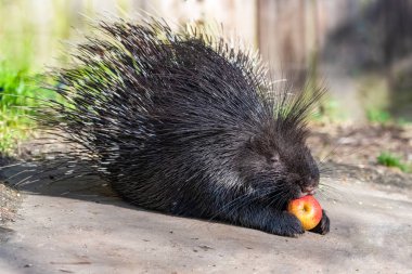 Elma yiyen kirpi, sevimli hayvan.