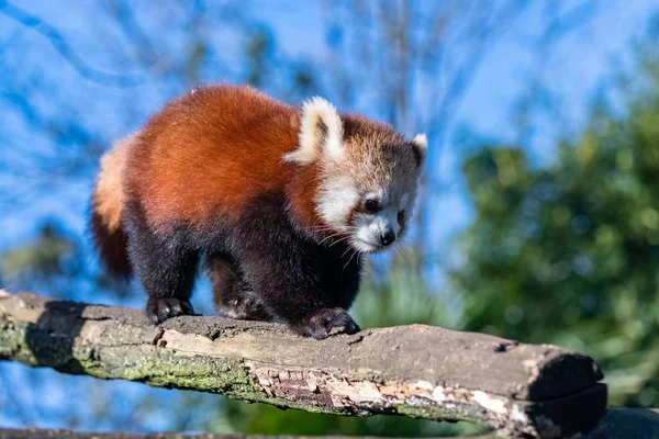 Roter Panda Ailurus Fulgens Porträt Eines Niedlichen Tieres — Stockfoto