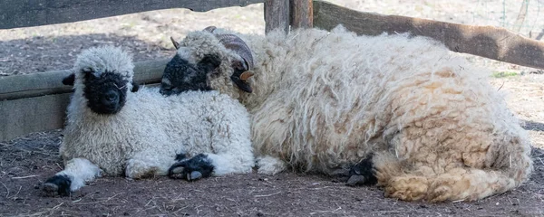 農場で一緒に羊や子羊 かわいい動物 — ストック写真