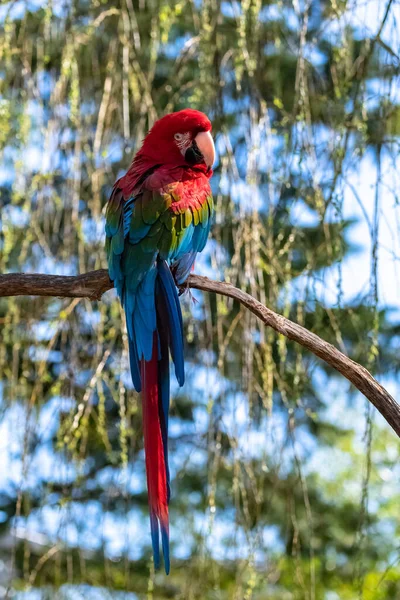 Roter Und Grüner Ara Ara Chloropterus Schöner Papagei — Stockfoto