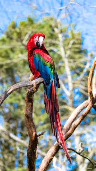 Vörös Zöld Arapagáj Ara Chloropterus Gyönyörű Papagáj — Stock Fotó