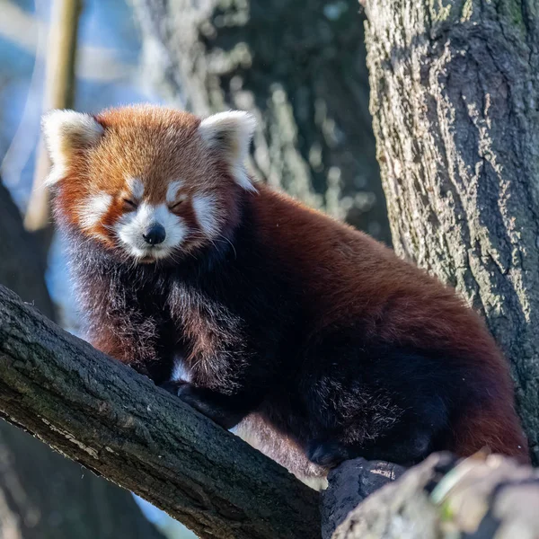 Roter Panda Ailurus Fulgens Porträt Eines Niedlichen Tieres — Stockfoto