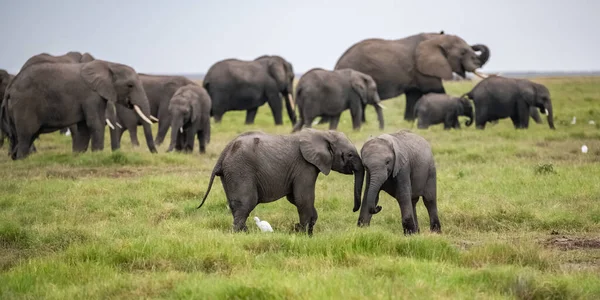 Deux Jeunes Éléphants Jouant Ensemble Afrique Jolis Animaux Dans Parc — Photo