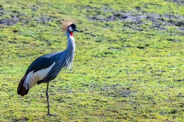 Grulla Coronada Gris Balearica Regulorum Hermoso Pájaro — Foto de Stock