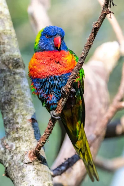 Kokosnuss Lorikeet Bunter Vogel Der Auf Einem Ast Hockt — Stockfoto