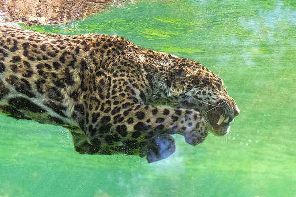 Jaguár Potápění Vodě Krásné Zvíře — Stock fotografie
