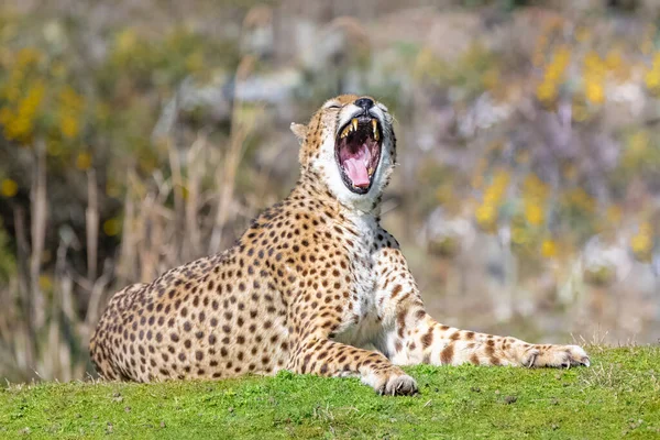 Geparden Gähnen Auf Wilden Gräsern Liegend Acinonyx Jubatus Portrait — Stockfoto