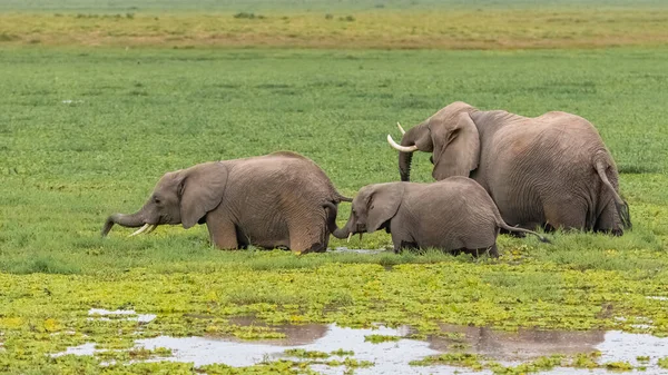 在非洲的沼泽地里 在肯尼亚的安博塞利公园里 成群的大象在喝水 — 图库照片