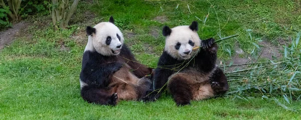 Giant pandas, bear pandas, mother and son together, eating bamboo