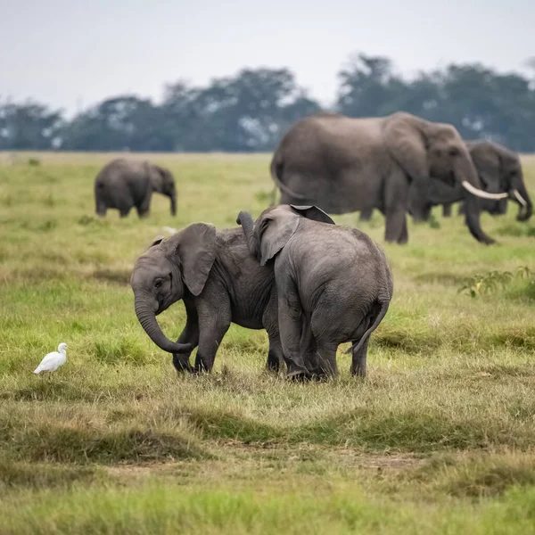 Два Молодых Слона Играют Вместе Африке Милые Животные Парке Амбосели — стоковое фото