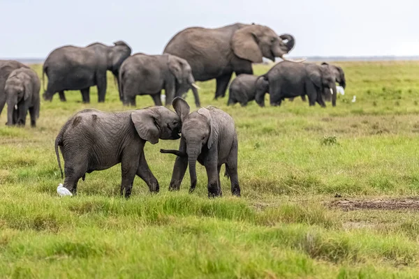 Dos Elefantes Jóvenes Jugando Juntos África Animales Lindos Parque Amboseli — Foto de Stock