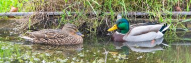 Mallard iki ördek gölette yüzüyor. Suda yansımaları var.