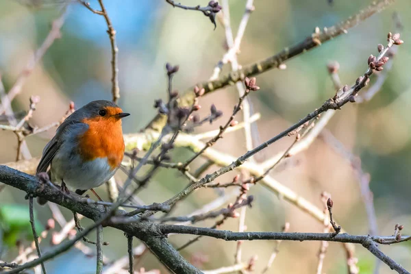 Európai Vörösbegy Ült Egy Fán Erithacus Rubecula Aranyos Madár — Stock Fotó