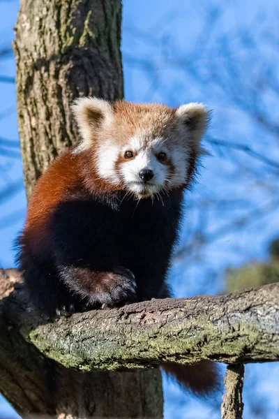 Czerwona Panda Ailurus Fulgens Portret Uroczego Zwierzęcia — Zdjęcie stockowe