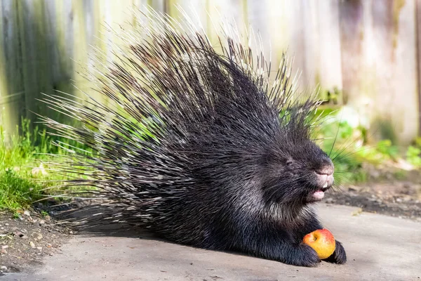 Porcupine Debout Avec Des Épines Dressées Animal Mignon — Photo