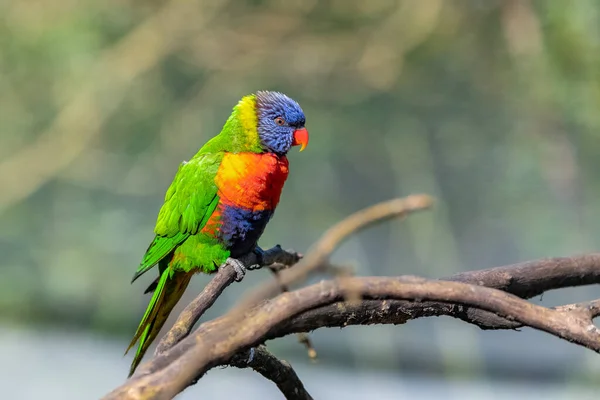 Kokos Lorikeet Farverig Fugl Siddende Gren - Stock-foto