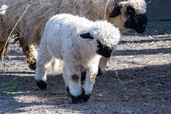 Πρόβατα Και Αρνιά Μαζί Στο Αγρόκτημα Χαριτωμένα Ζώα — Φωτογραφία Αρχείου