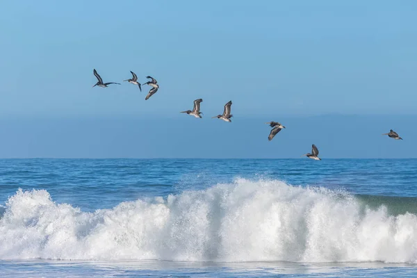 Bruine Pelikanen Die Laag Boven Zee Vliegen Californië — Stockfoto