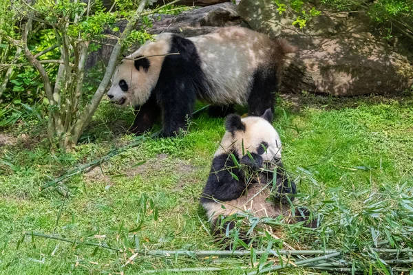 Giant pandas, bear pandas, baby panda and his mother