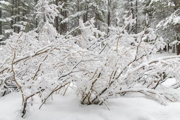 Bush Pod Velkým Sněhem Během Sněhové Bouře — Stock fotografie