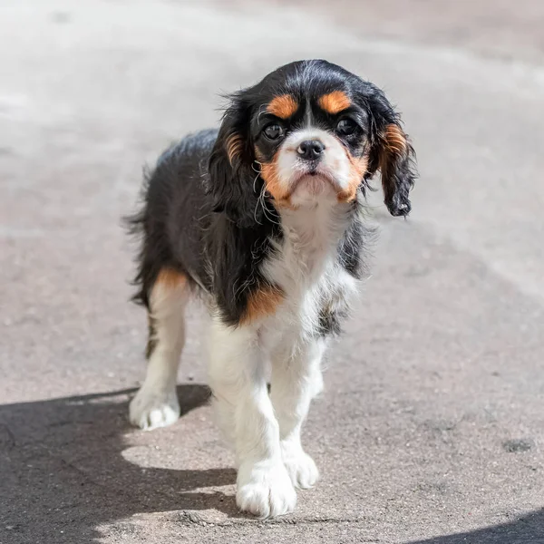 チャールズ王犬かわいい子犬の肖像画 — ストック写真