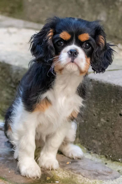 Cavaleiro Cães Rei Carlos Retrato Cachorrinho Bonito — Fotografia de Stock