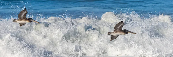 カリフォルニアの海の上を飛んでいる茶色のペリカン — ストック写真