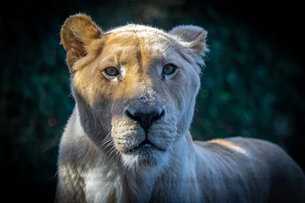 Una Leona Sabana Reserva Serengeti Retrato — Foto de Stock