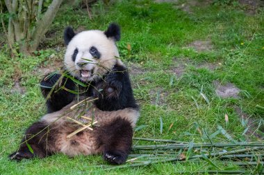 Genç dev panda çimenlerde bambu yiyor, portre