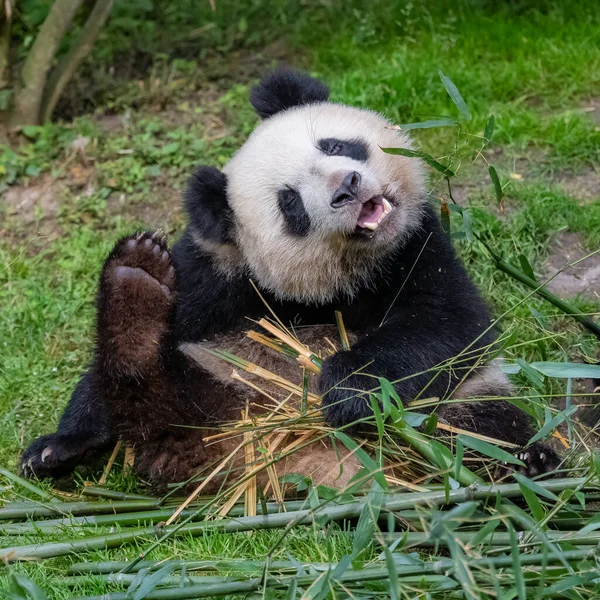 パンダは頭を掻いて面白い態度で — ストック写真