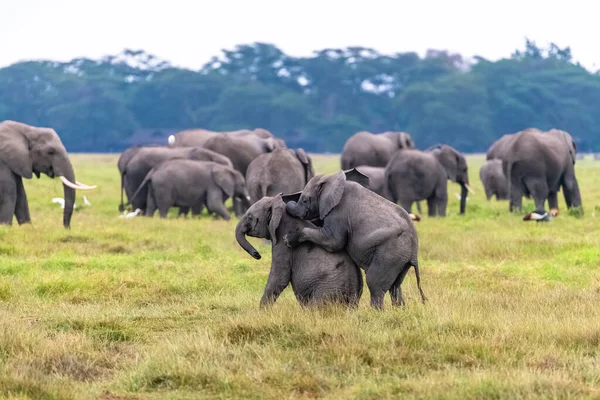 Zwei Junge Elefanten Spielen Der Herde Lustige Tiere Amboseli Park — Stockfoto