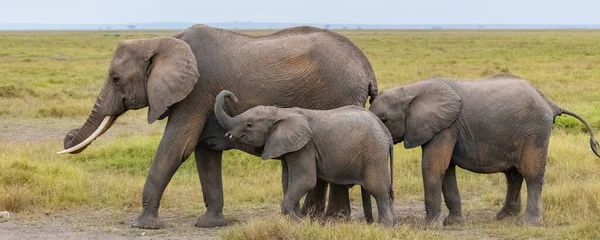 在非洲的草原上散步的大象一家 这只小象长着小象牙 — 图库照片
