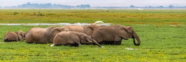 在非洲的沼泽地里 在肯尼亚的安博塞利公园里 成群的大象在喝水 — 图库照片