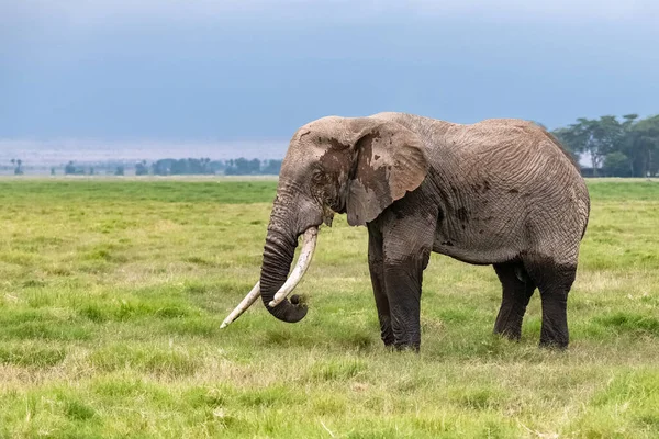 一头在非洲大草原上行走的老大象 肯尼亚安博塞利公园里美丽的动物 — 图库照片