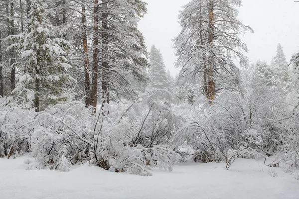 Pine Trees Lot Snow Snow Storm — Stock fotografie