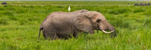 Aigrette Occidentale Sur Dos Sur Bébé Éléphant Afrique Animaux Drôles — Photo