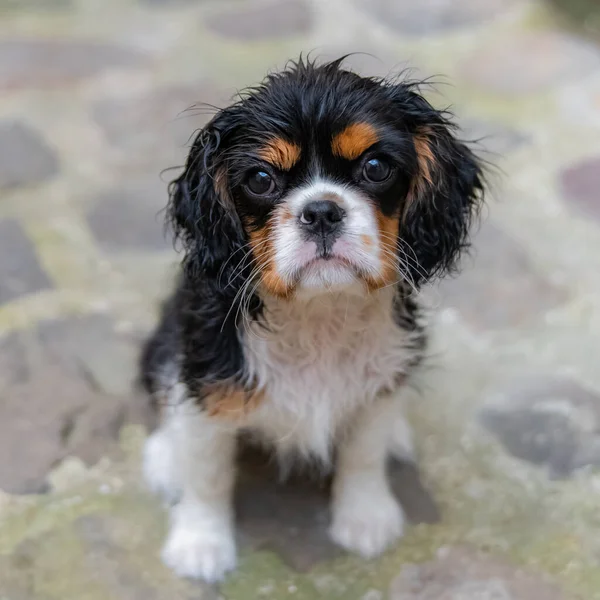 Psí Kavalír King Charles Portrét Roztomilého Štěněte Sprše — Stock fotografie