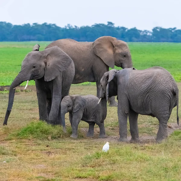 Manada Elefantes Pie Juntos África Parque Amboseli Kenia Con Bebé —  Fotos de Stock