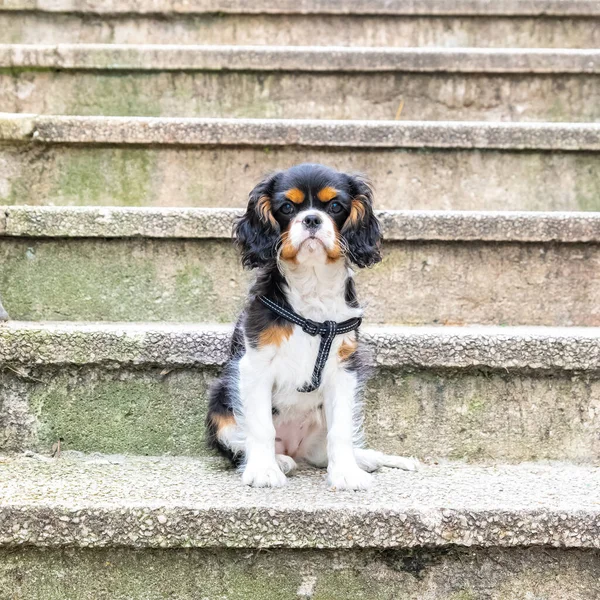 犬の騎兵王チャールズ階段にかわいい子犬の肖像画 — ストック写真