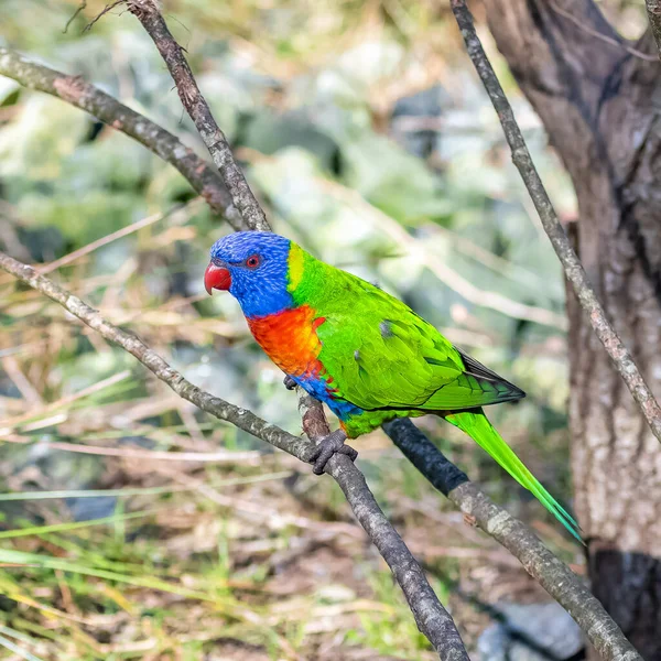 Kokos Lorikeet Farverig Fugl Siddende Gren - Stock-foto