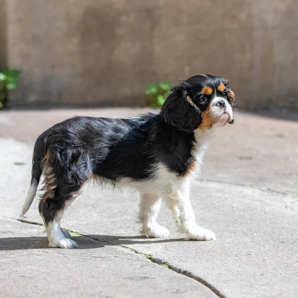チャールズ王犬の騎兵 かわいい子犬の肖像画 — ストック写真