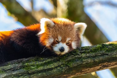 Red panda, Ailurus fulgens, portrait of a cute animal  clipart