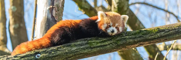 Roter Panda Ailurus Fulgens Porträt Eines Niedlichen Tieres — Stockfoto