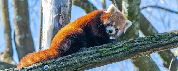 Vörös Panda Ailurus Fulgens Egy Aranyos Állat Portréja — Stock Fotó